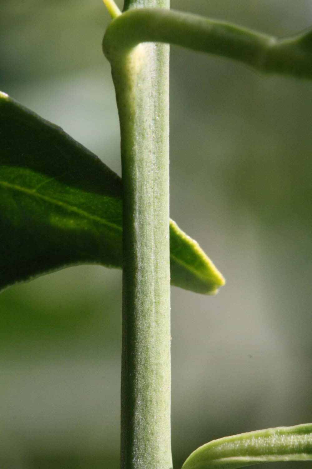              First year twig (Riverside, CA)       